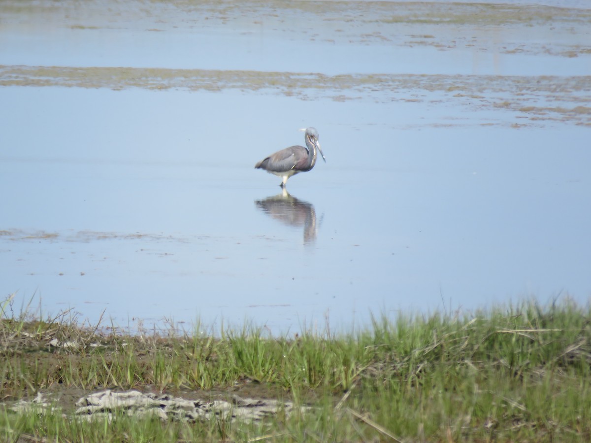 Tricolored Heron - ML619406162