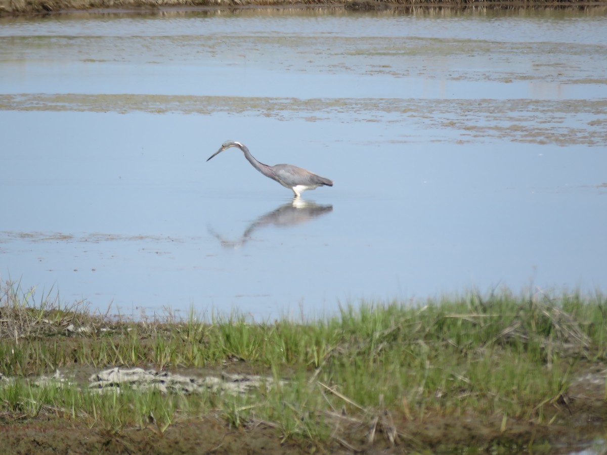 Tricolored Heron - ML619406163