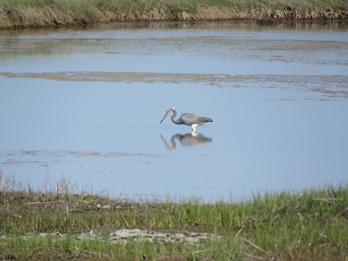 Tricolored Heron - ML619406164