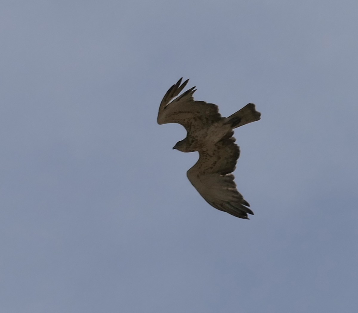 Short-toed Snake-Eagle - ML619406167