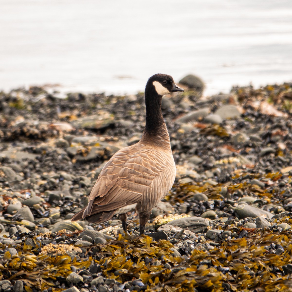 Cackling Goose - Greg Halbach