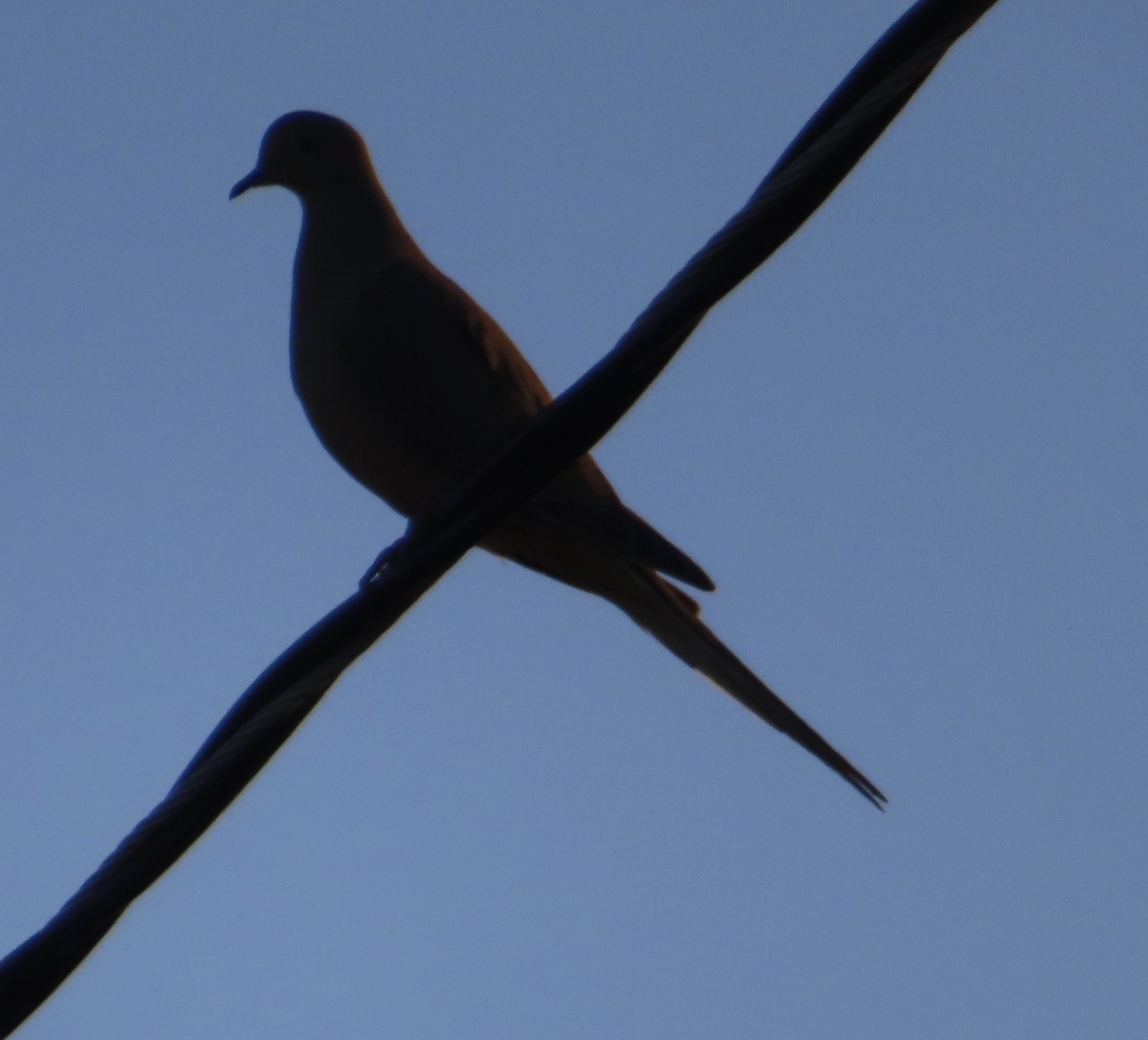 Mourning Dove - Mohini Rawool-Sullivan