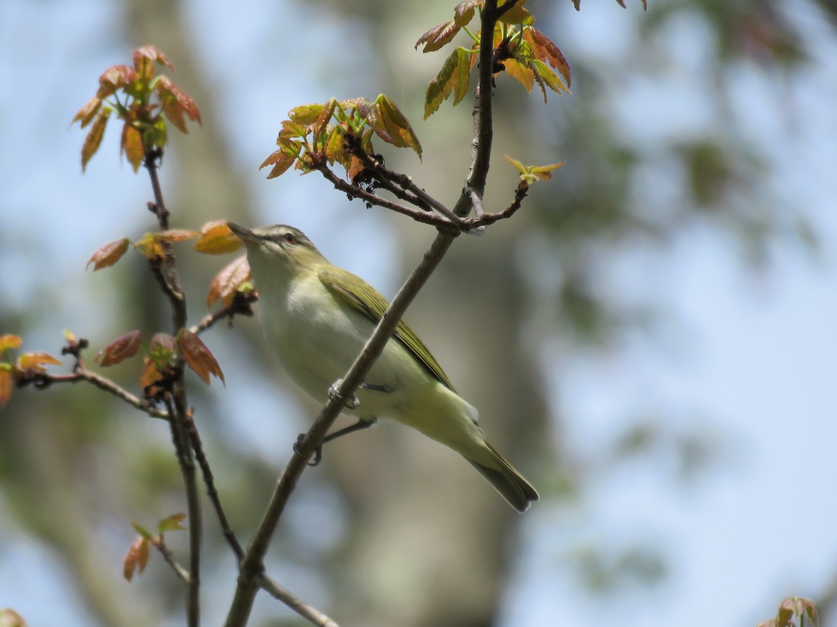 Vireo Ojirrojo - ML619406184