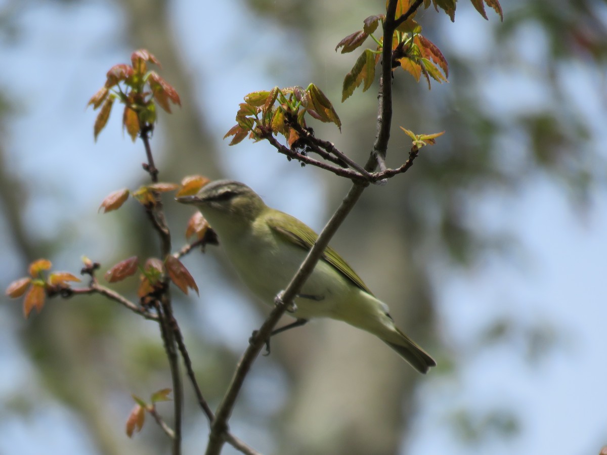 Vireo Ojirrojo - ML619406185