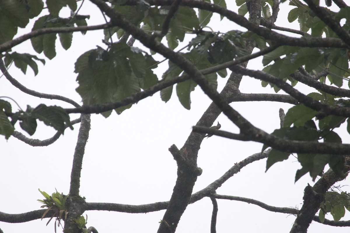 Black-cheeked Woodpecker - allie bluestein