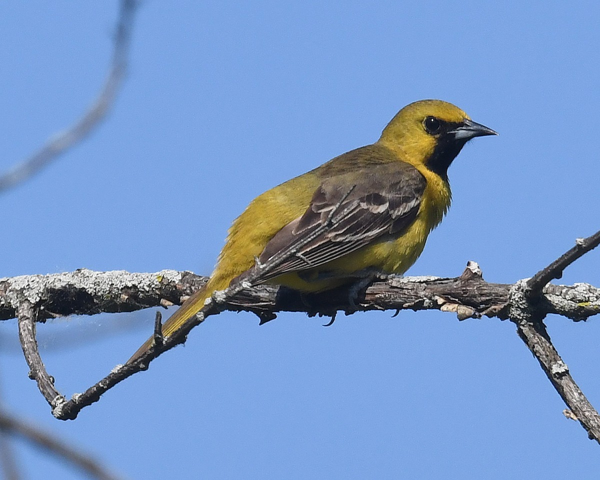 Orchard Oriole - ML619406200