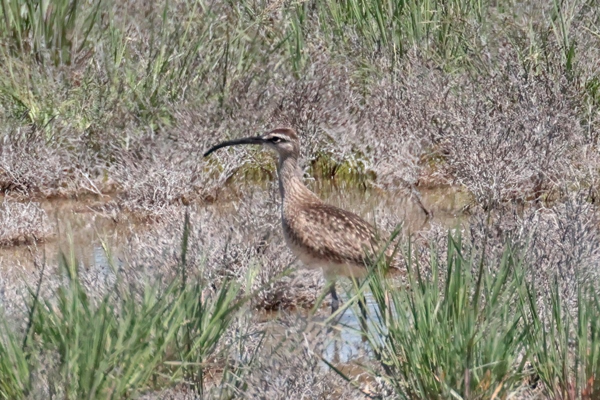 Regenbrachvogel - ML619406208