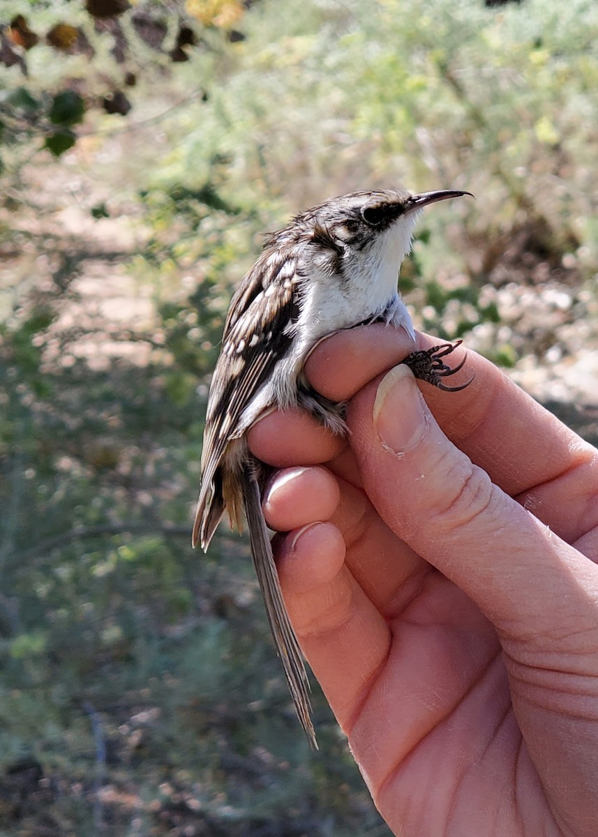 Brown Creeper - Nancy Cox