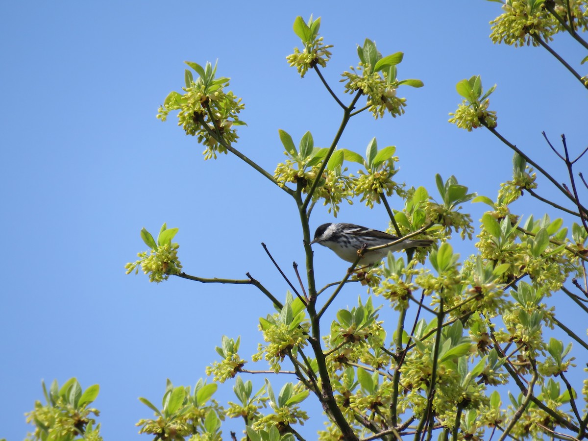 Blackpoll Warbler - ML619406213