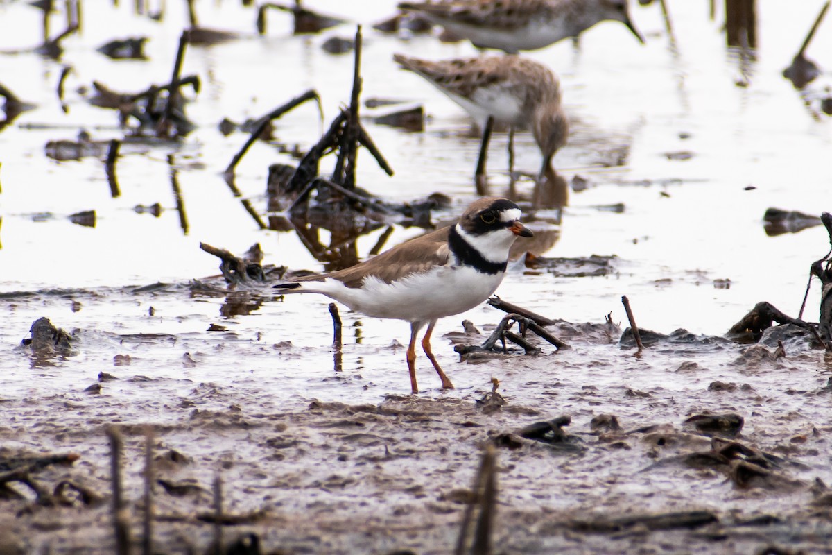 Semipalmated Plover - Dawn S