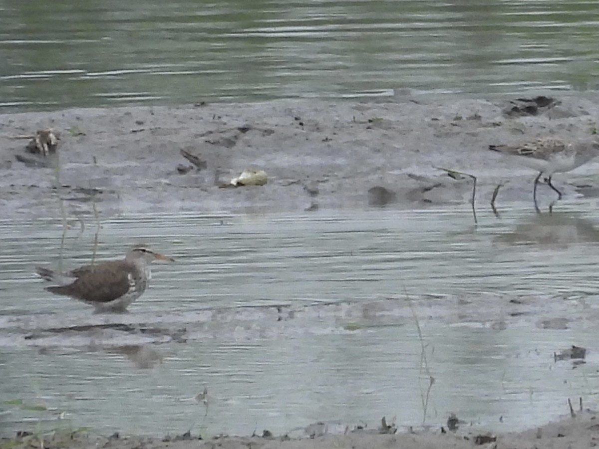 Spotted Sandpiper - C Douglas