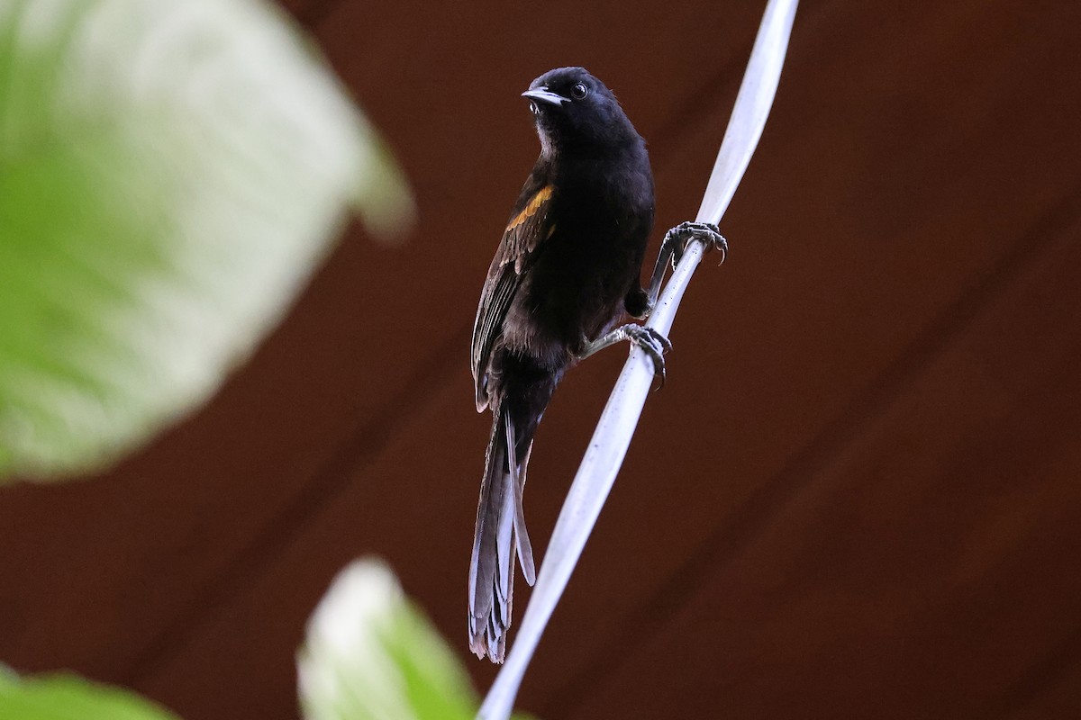 Variable Oriole - Hubert Stelmach