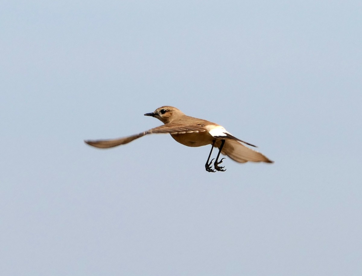 Isabelline Wheatear - Dmitrii Konov