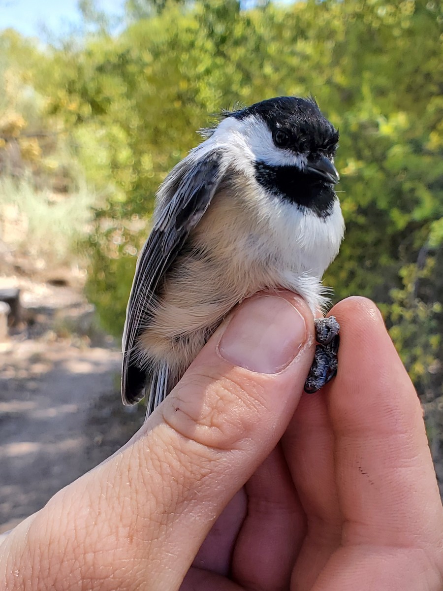 Black-capped Chickadee - Nancy Cox