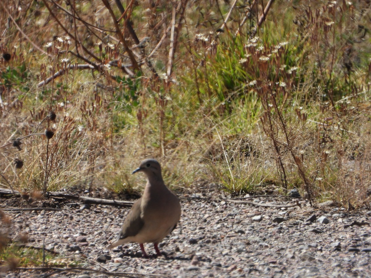 Eared Dove - Laura Rosas