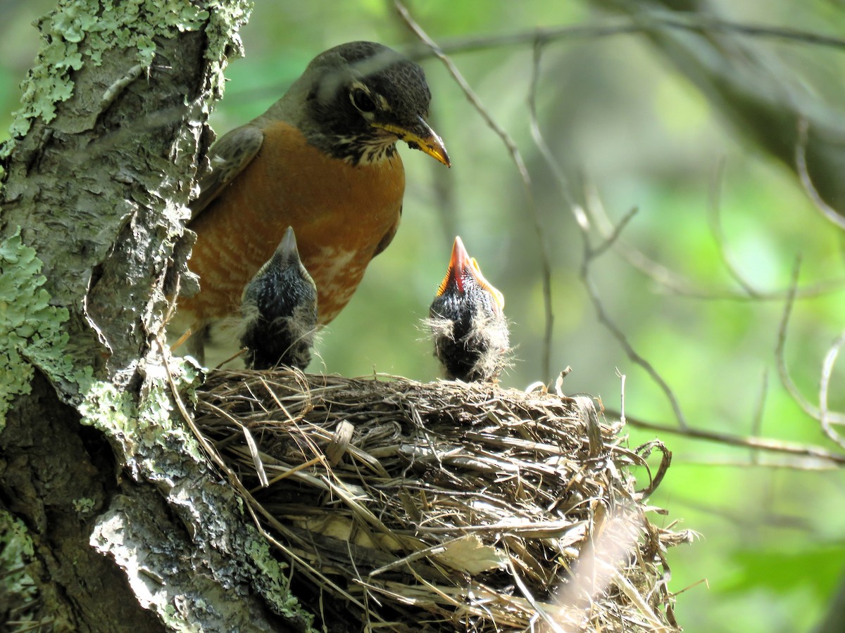 American Robin - ML619406237