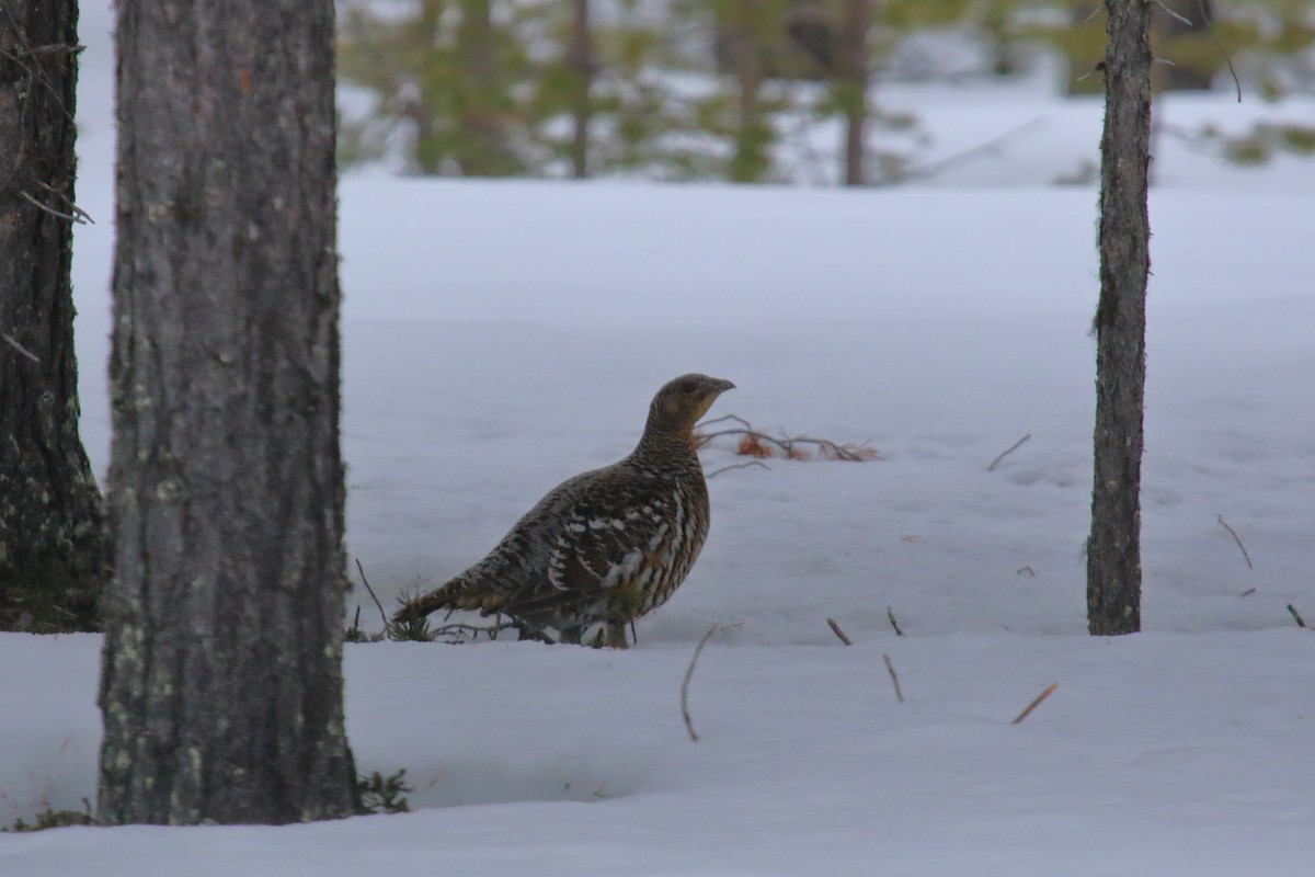 Western Capercaillie - Juan Carlos Albero