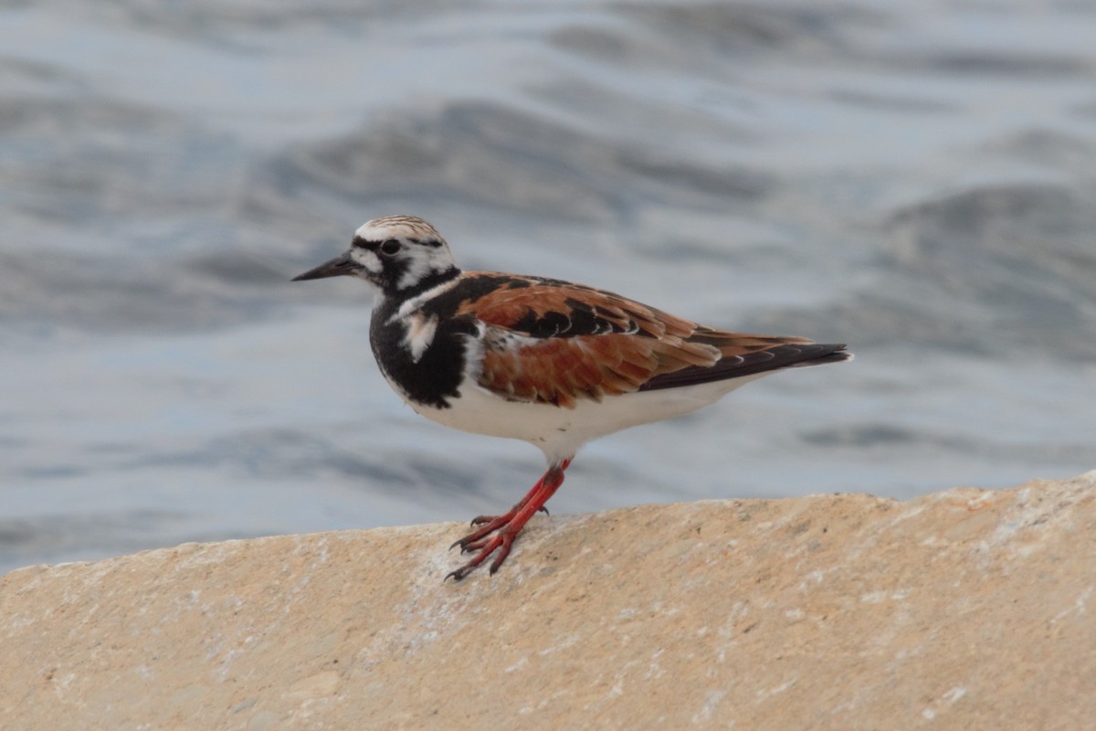 Ruddy Turnstone - Ana Luisa Santo