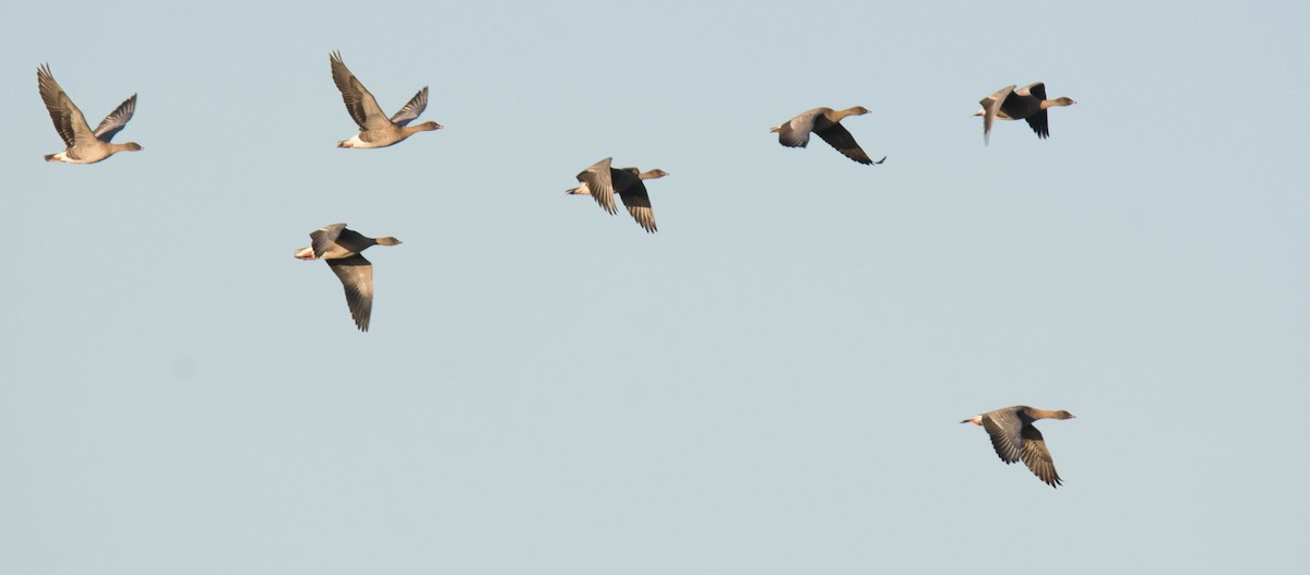 Pink-footed Goose - George Dunbar