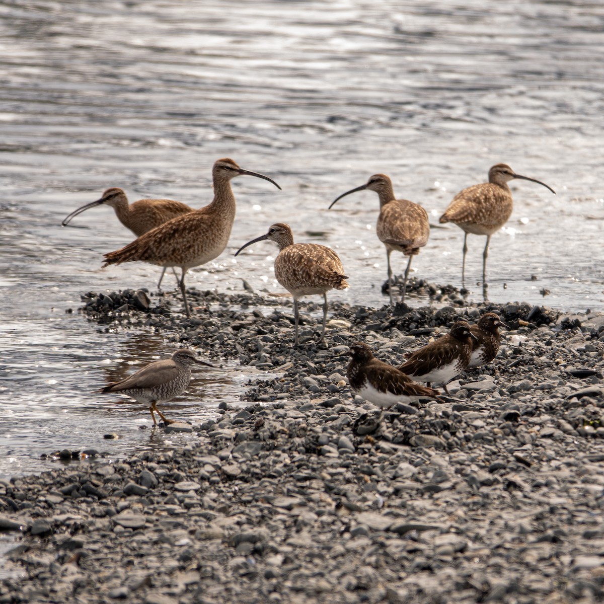 Black Turnstone - Greg Halbach