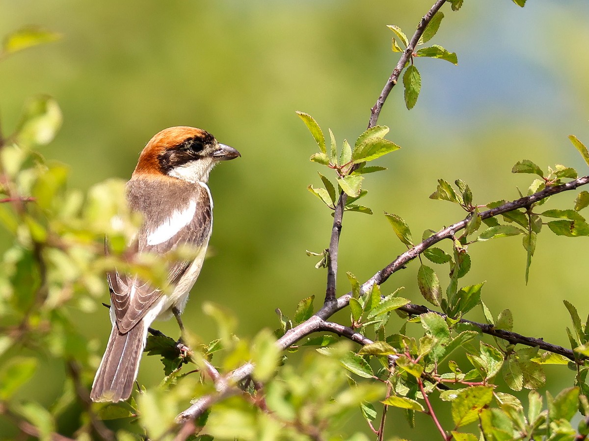 Woodchat Shrike - Muammer Ülker