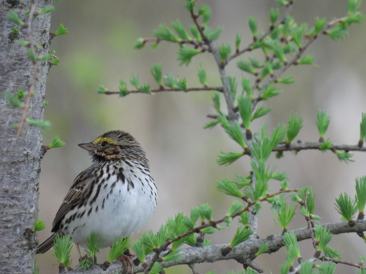 Savannah Sparrow - Denise Moreault