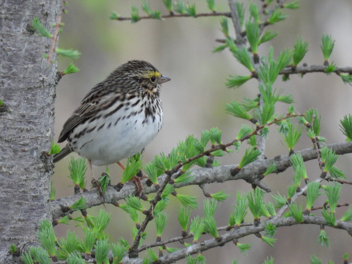 Savannah Sparrow - Denise Moreault