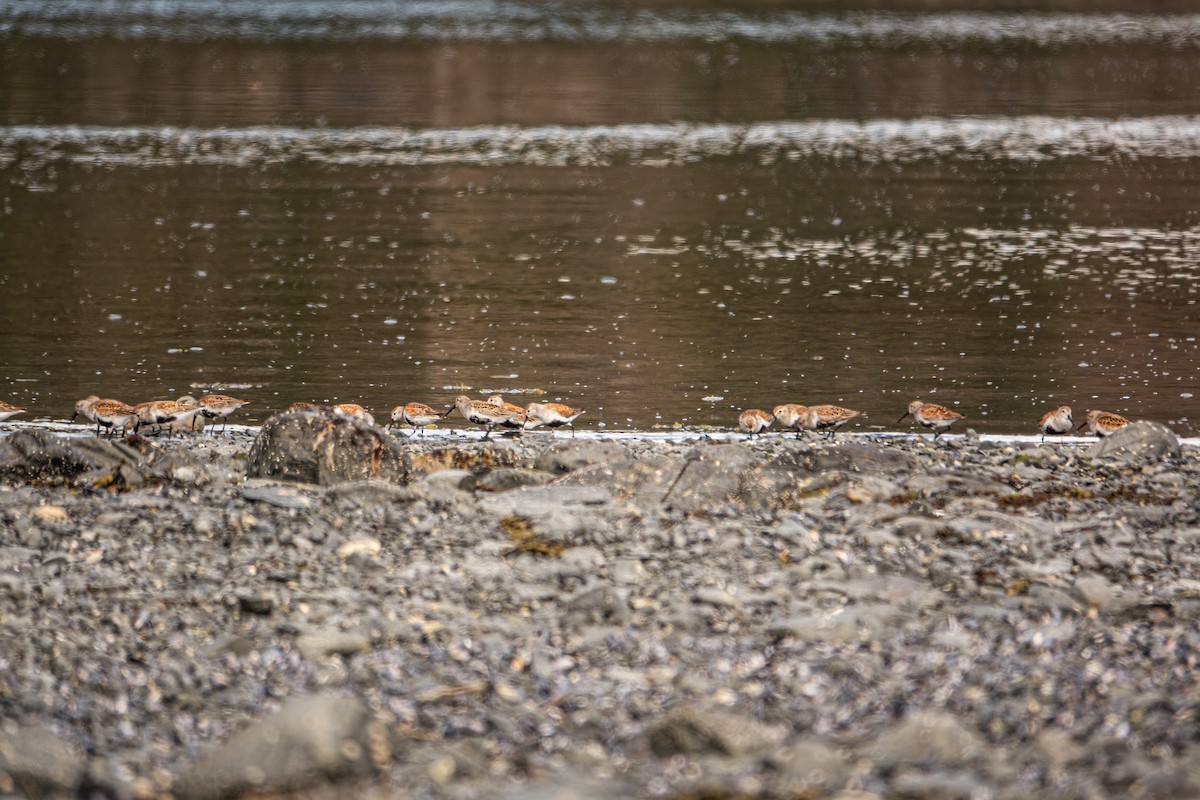 Dunlin - Greg Halbach