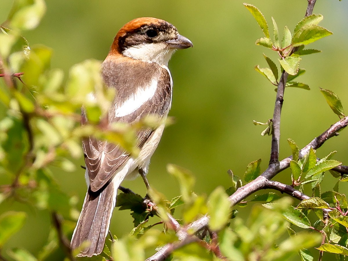 Woodchat Shrike - ML619406261