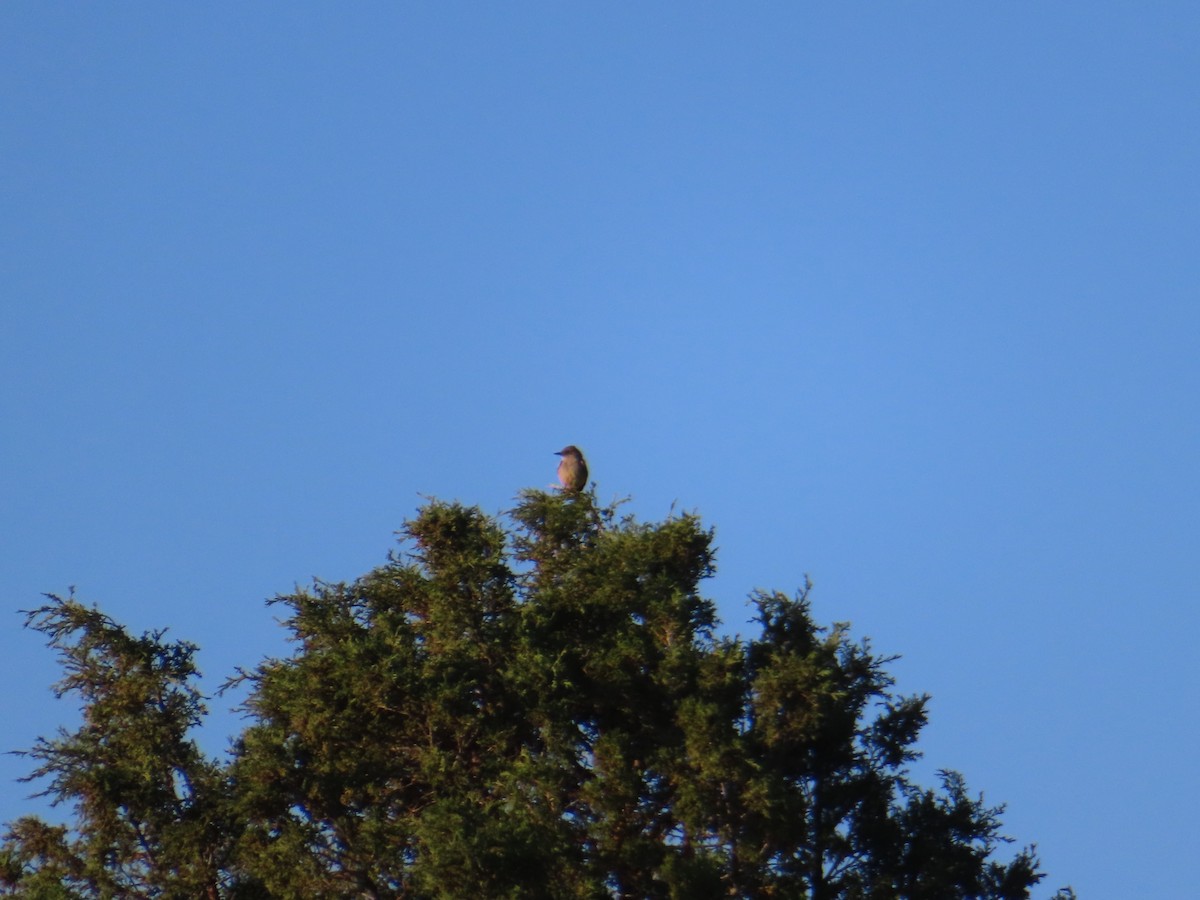 Woodhouse's Scrub-Jay - Mohini Rawool-Sullivan