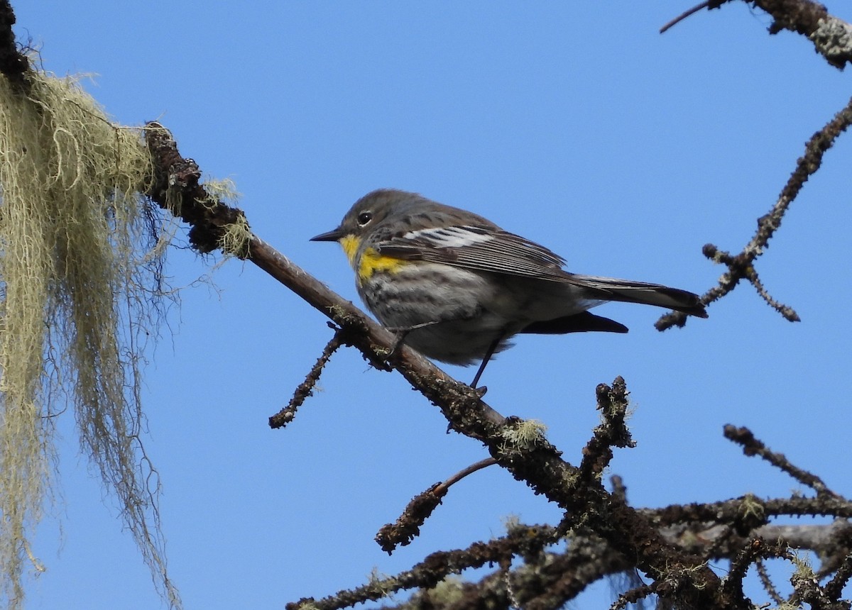 Yellow-rumped Warbler - ML619406266