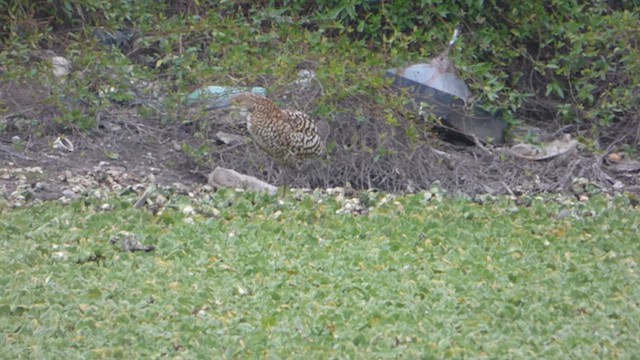 Rufescent Tiger-Heron - ML619406276