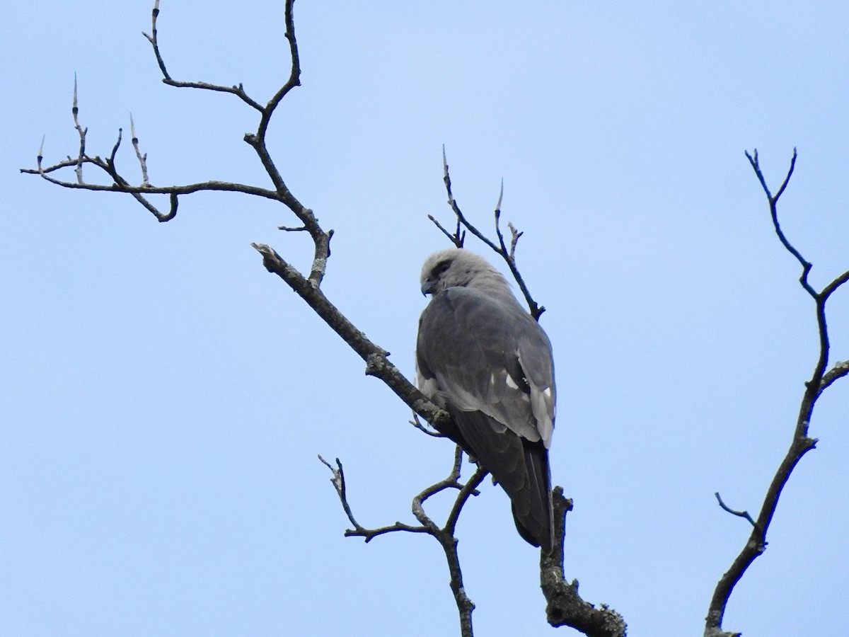 Mississippi Kite - ML619406283