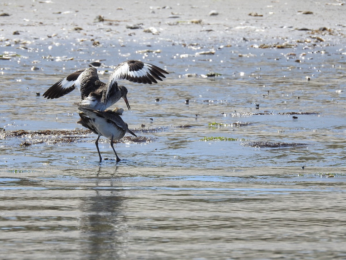 Willet (Eastern) - Laura Mae