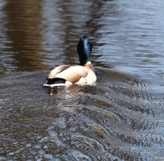 Mallard - A. Gary Reid