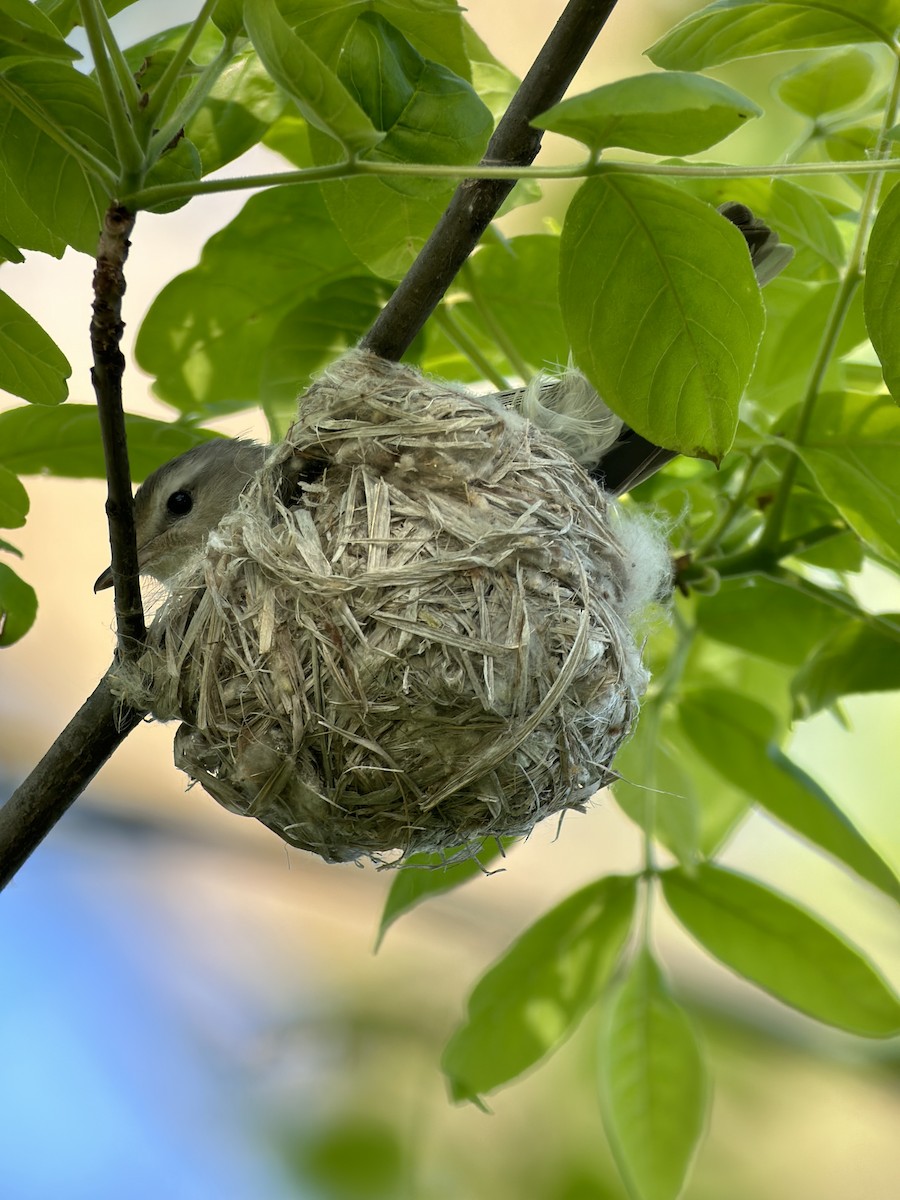 Warbling Vireo - Jeff Bouton