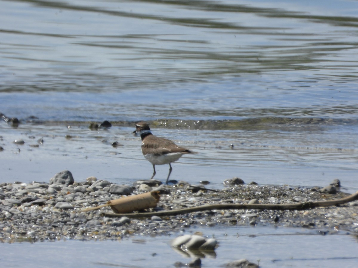 Killdeer - Serge Benoit