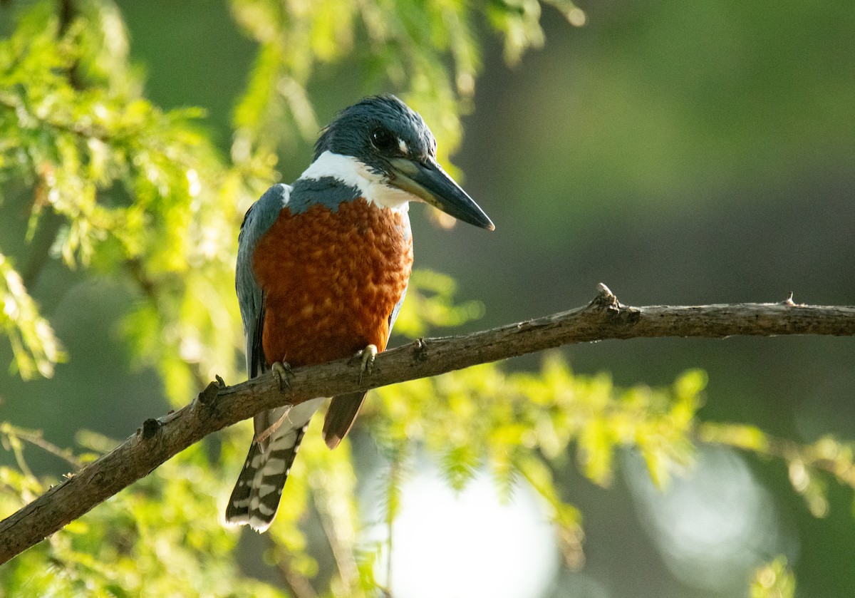 Ringed Kingfisher - Leonardo Guzmán (Kingfisher Birdwatching Nuevo León)