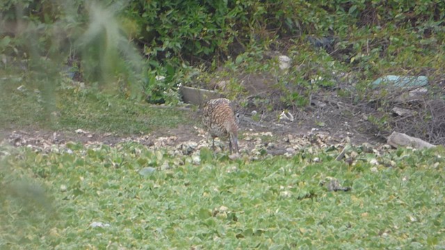 Rufescent Tiger-Heron - ML619406307