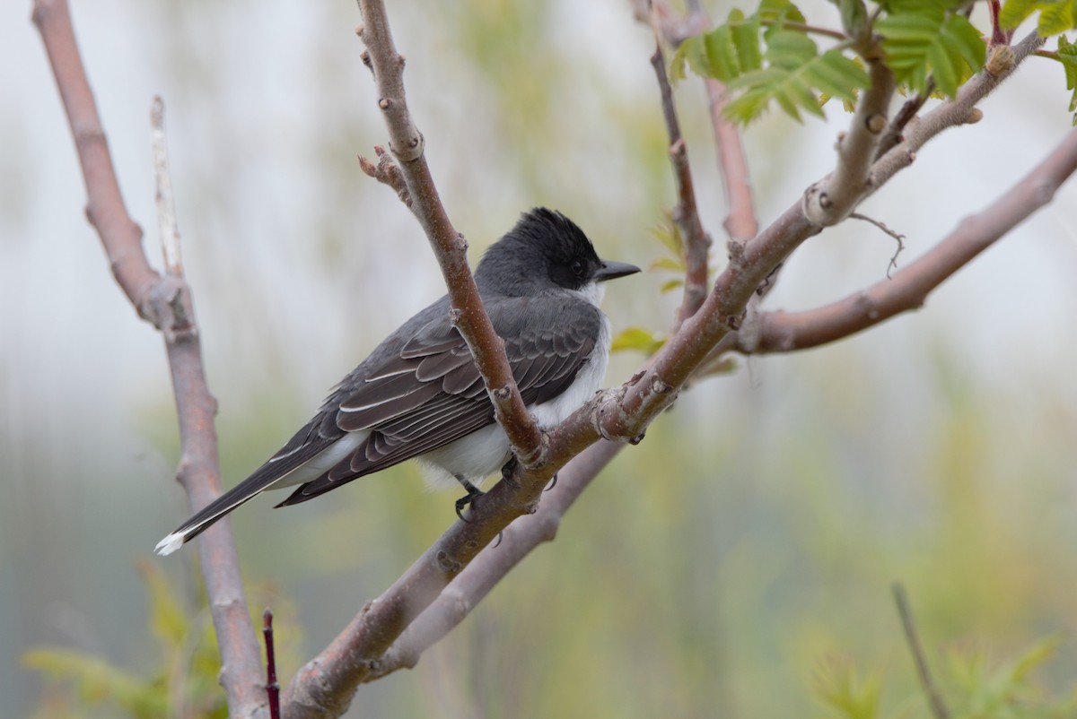 Eastern Kingbird - Ana Luisa Santo