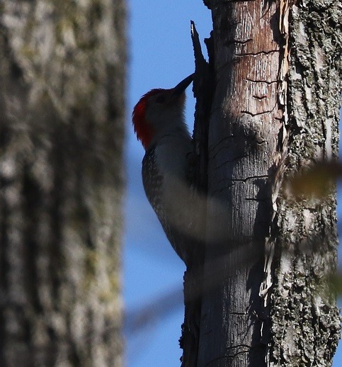 Red-bellied Woodpecker - A. Gary Reid