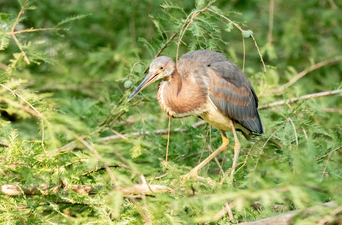 Tricolored Heron - ML619406317