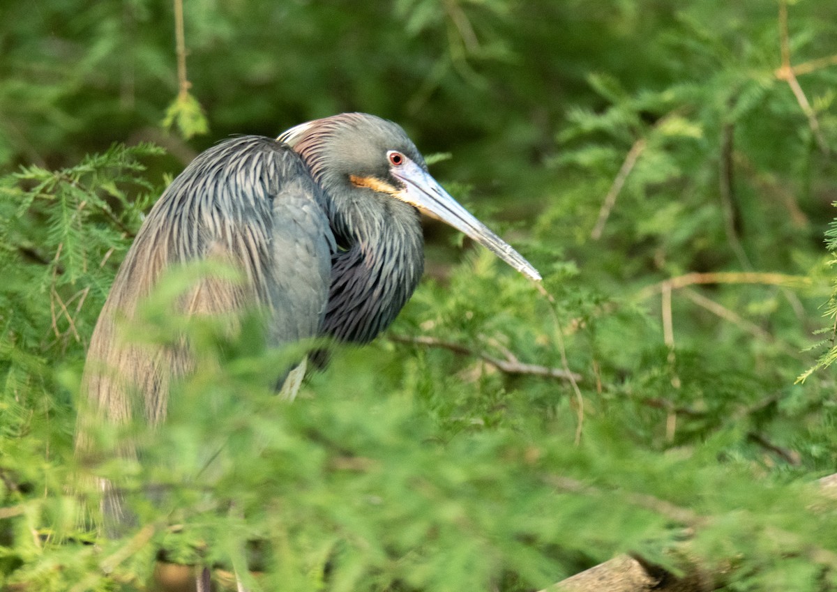 Tricolored Heron - ML619406319