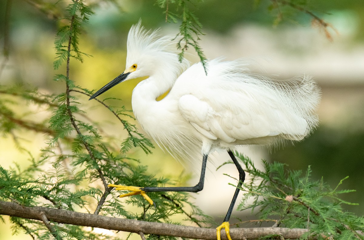 Snowy Egret - Leonardo Guzmán (Kingfisher Birdwatching Nuevo León)