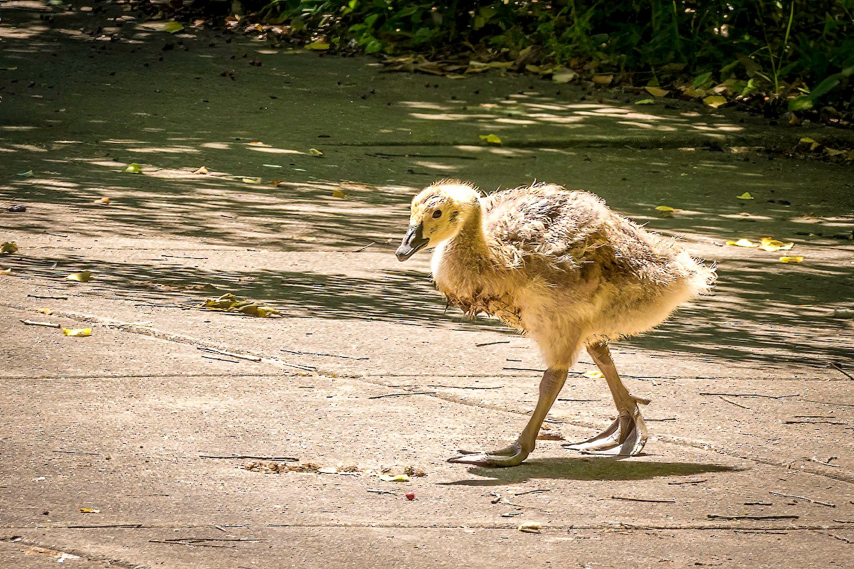 Canada Goose - Serena Hayden