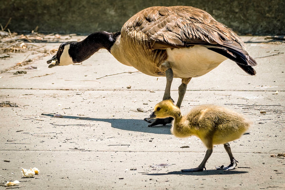 Canada Goose - Serena Hayden