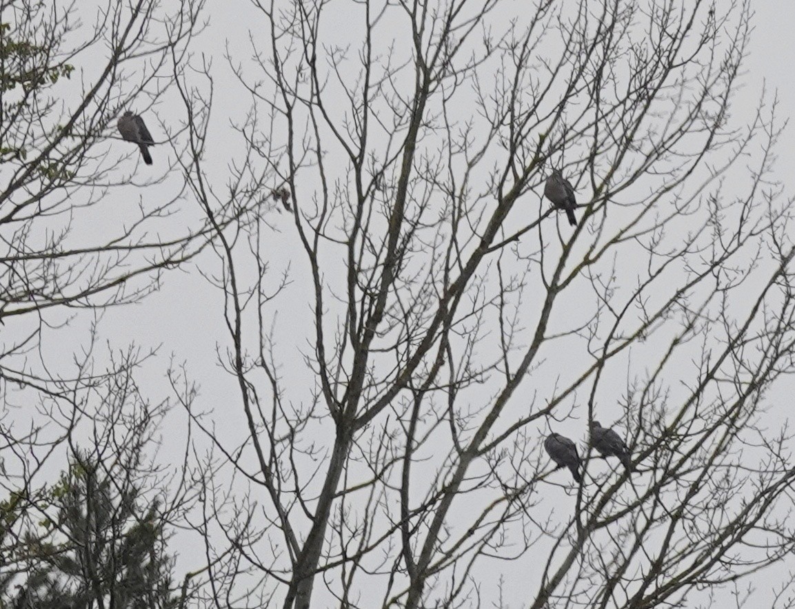 Common Wood-Pigeon - Josef Trojan