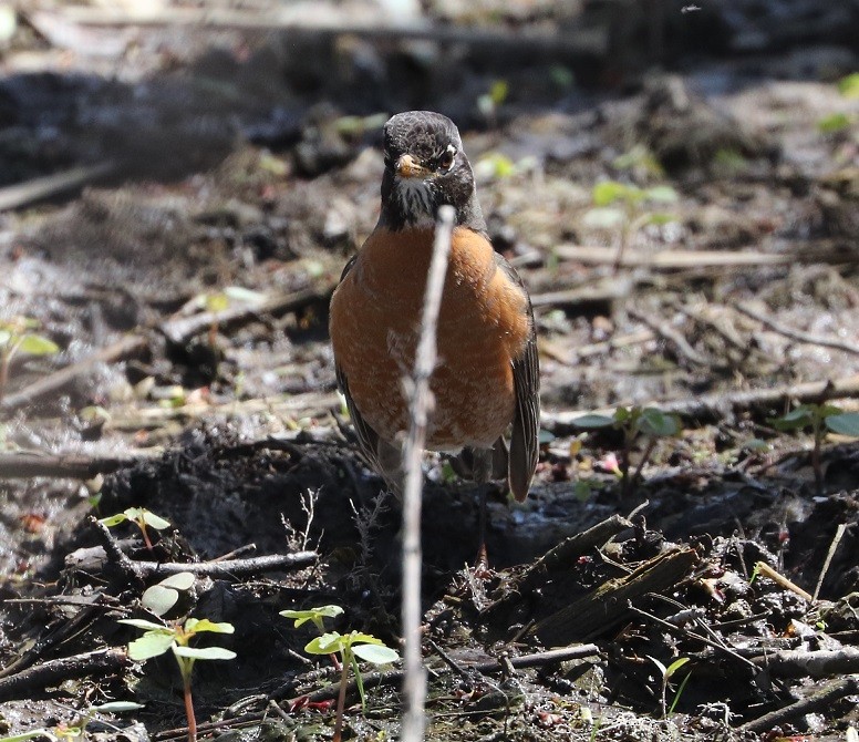 American Robin - A. Gary Reid