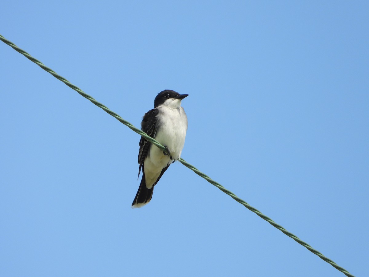 Eastern Kingbird - Amanda & Matt Sloan