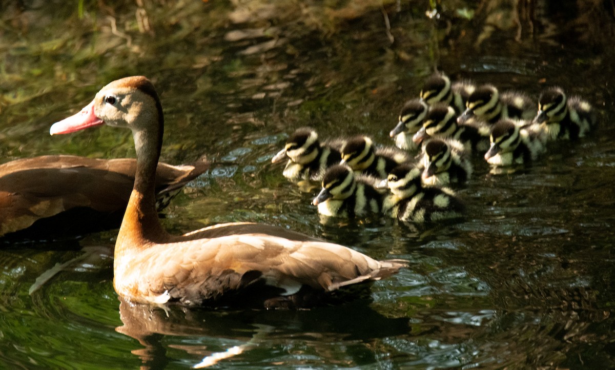 Black-bellied Whistling-Duck - Leonardo Guzmán (Kingfisher Birdwatching Nuevo León)